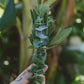 Eucalyptus, Sage & Lavender smudge bundle