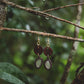 Eucalyptus & clear sea glass earrings