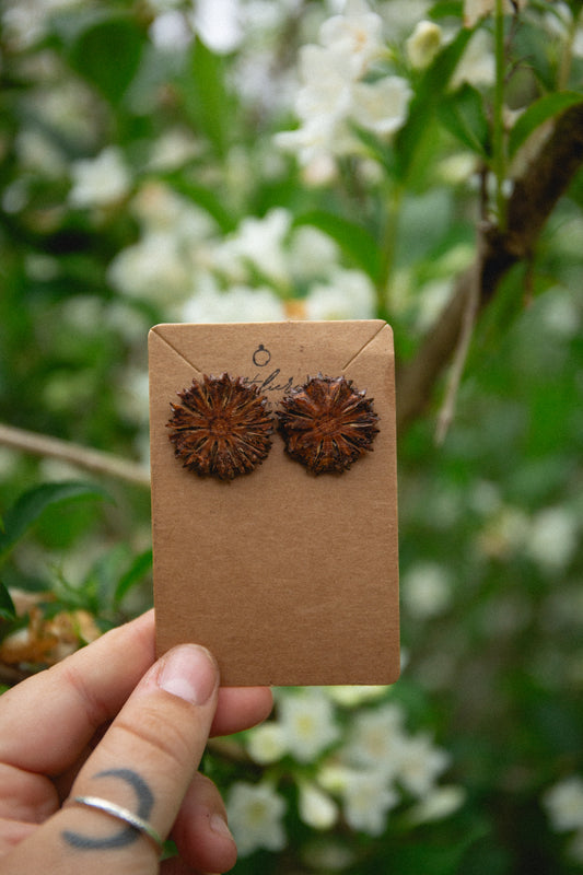 She-oak studs