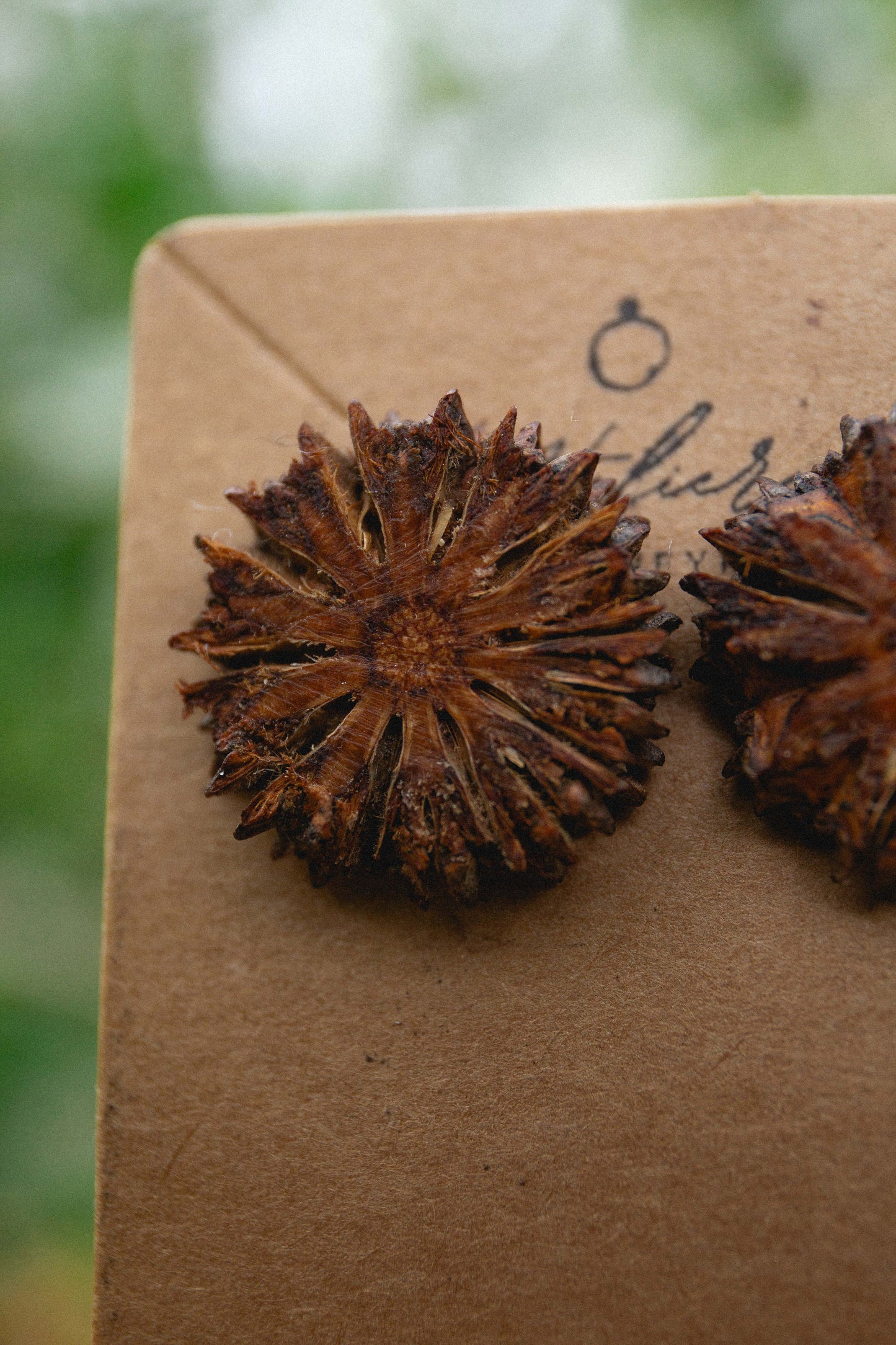 She-oak studs